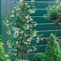 Verkauf Kletterpflanzen-Kollektion Jasmin, Glyzinie, Kletterhortensie (x3) - Trachelospermum jasminoides, wisteria, hydrangea p