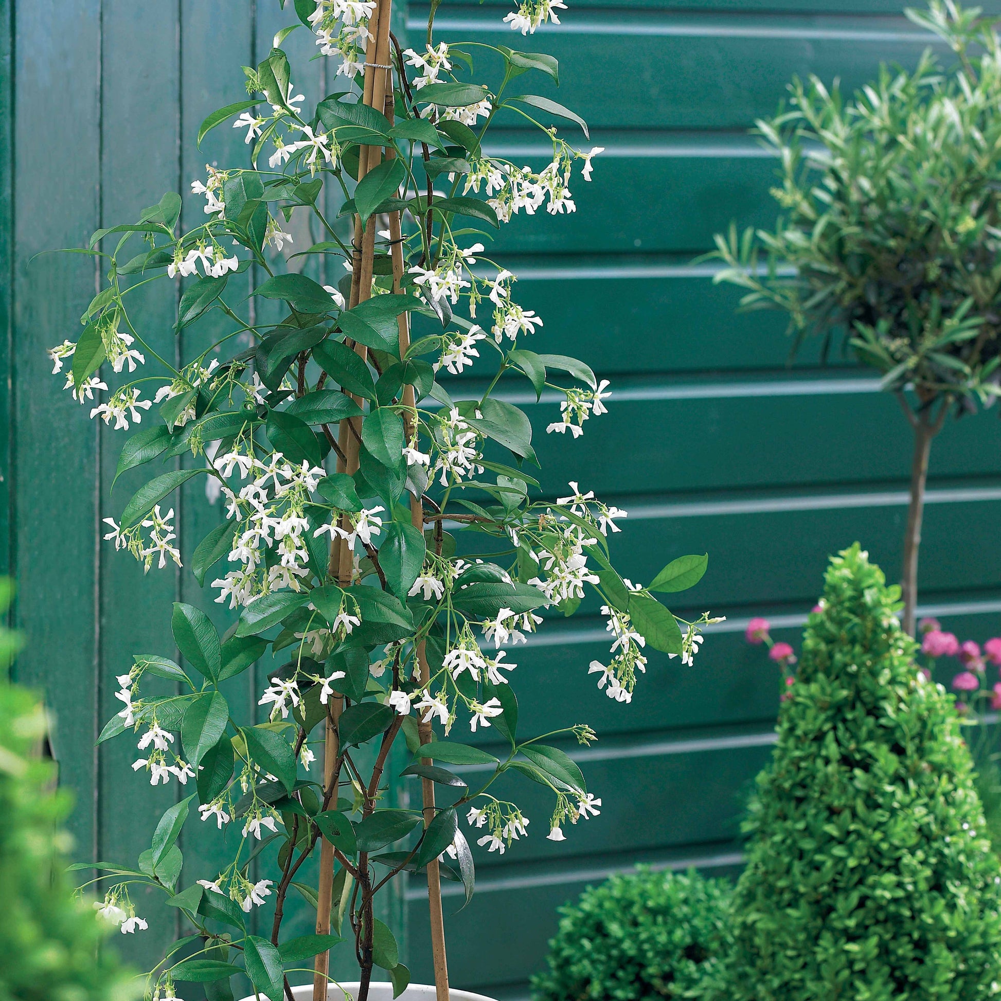 Verkauf Kletterpflanzen-Kollektion Jasmin, Glyzinie, Kletterhortensie (x3) - Trachelospermum jasminoides, wisteria, hydrangea p