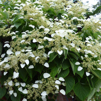 Trachelospermum jasminoides, wisteria, hydrangea p - Kletterpflanzen-Kollektion Jasmin, Glyzinie, Kletterhortensie (x3) - Kletterpflanzen