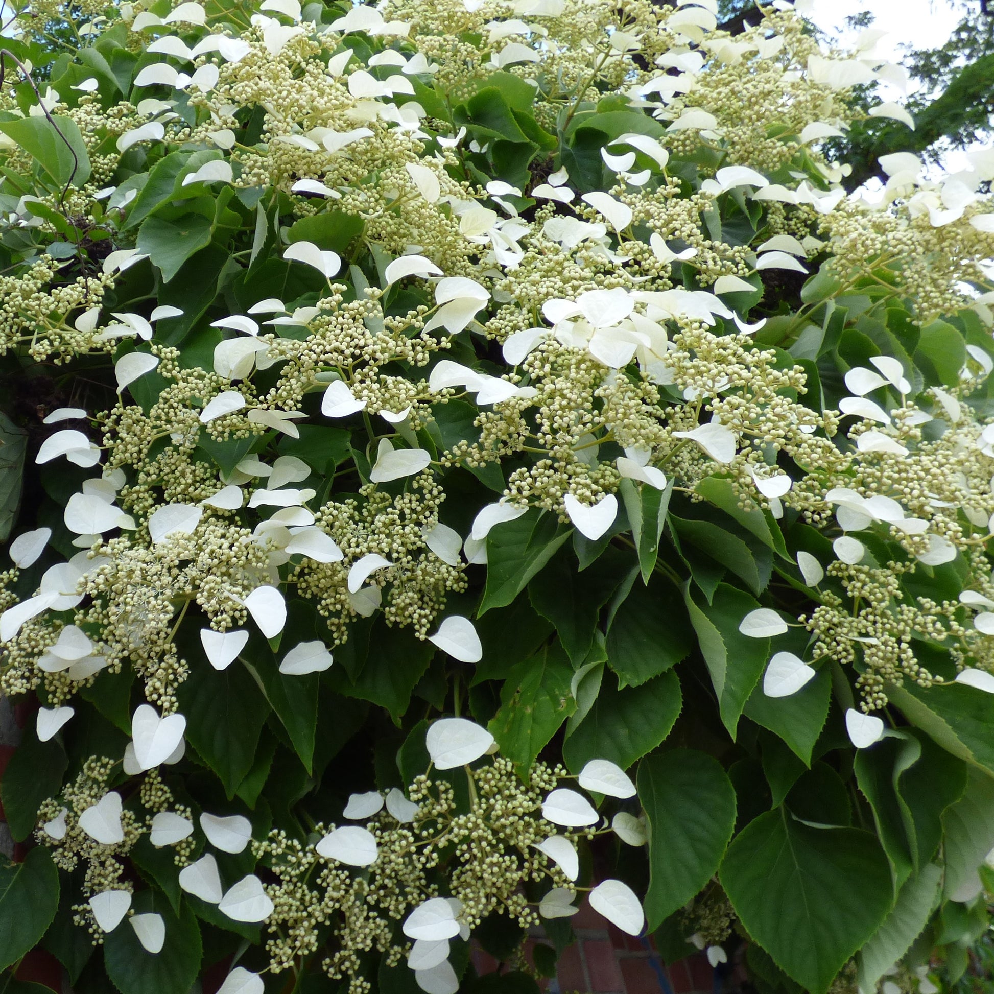 Trachelospermum jasminoides, wisteria, hydrangea p - Kletterpflanzen-Kollektion Jasmin, Glyzinie, Kletterhortensie (x3) - Kletterpflanzen