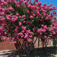 Sträucher-Kollektion (x3) - Lagerstroemia indica, callistemon laevis, cytisus - Bakker