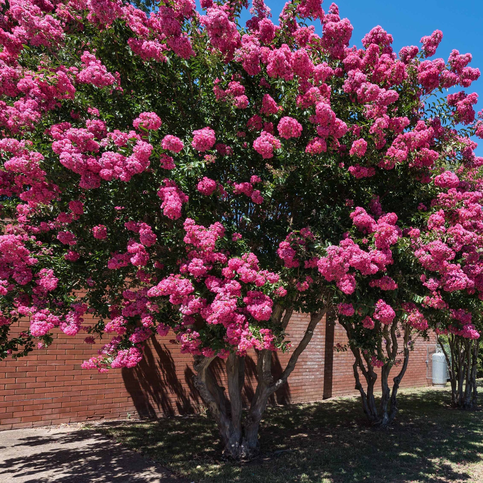 Sträucher-Kollektion (x3) - Lagerstroemia indica, callistemon laevis, cytisus - Bakker