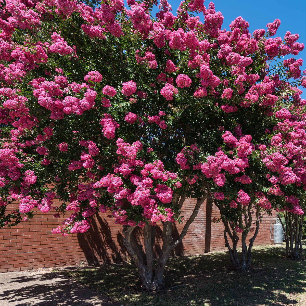 Sträucher-Kollektion (x3) - Lagerstroemia indica, callistemon laevis, cytisus - Bakker