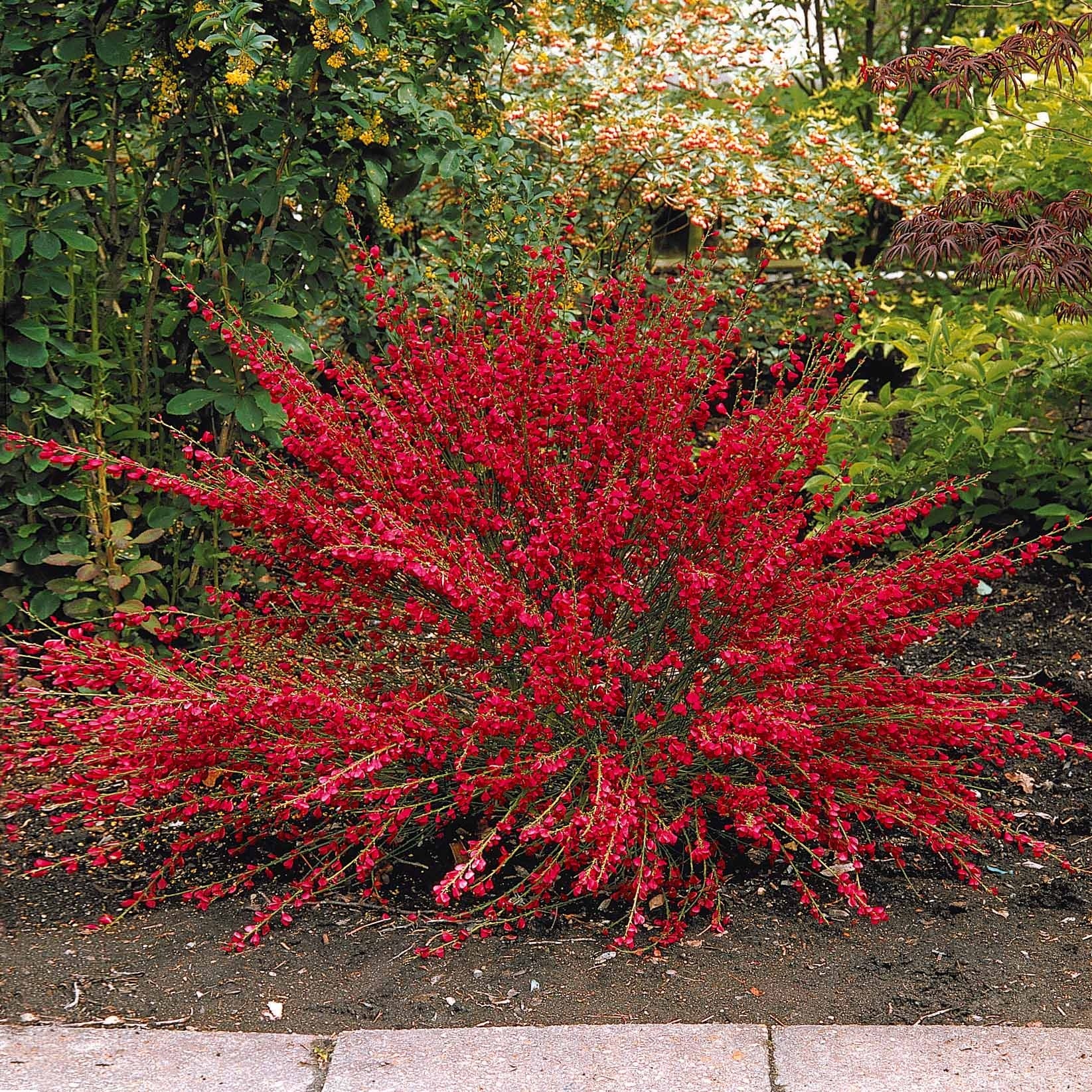 Lagerstroemia indica, callistemon laevis, cytisus - Sträucher-Kollektion (x3) - Blühende Sträucher