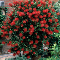 Blühende Sträucher - Sträucher-Kollektion (x3) - Lagerstroemia indica, callistemon laevis, cytisus