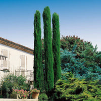 Sträucher-Kollektion (x3) - Cupressus totem, ceanothus impressus victoria, alb - Bakker