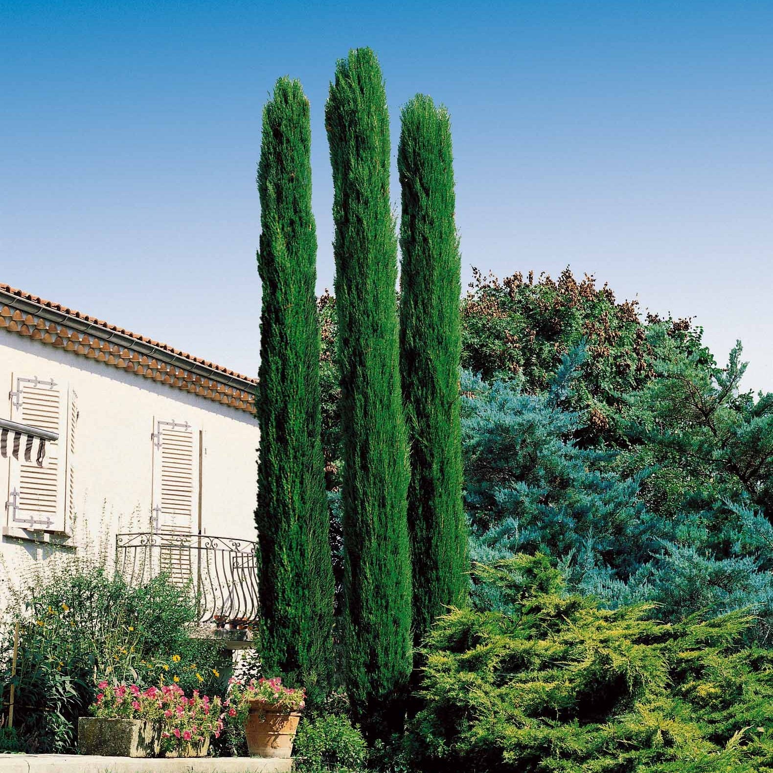 Sträucher-Kollektion (x3) - Cupressus totem, ceanothus impressus victoria, alb - Bakker