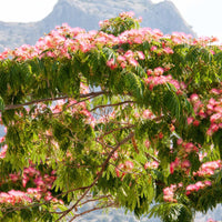 Cupressus totem, ceanothus impressus victoria, alb - Sträucher-Kollektion (x3) - Sträucher