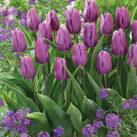 Tulipa triompe Bellville, Blue Beauty - Triumph-Tulpen Kollektion ‘Belleville’ & ‘Blue Beauty’ (x20) - Tulpen-Zwiebeln