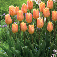 Triumph-Tulpen Kollektion ‘Belleville’ & ‘Blue Beauty’ (x20) - Tulipa triompe Bellville, Blue Beauty - Bakker