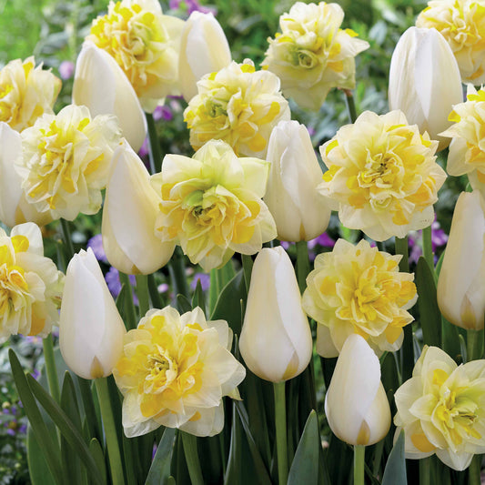 Tulpen 'Françoise' + Narzissen 'Sweet Pomponette' Kollektion (x20) - Bakker