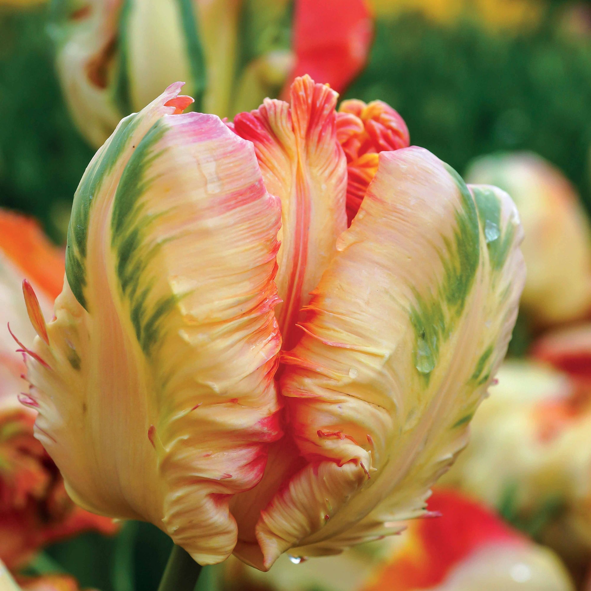 Tulpen-Zwiebeln - Papagei-Tulpen Kollektion (x24) - Tulipa Princesse  Irene, Black Parrot, Apricot Parrot
