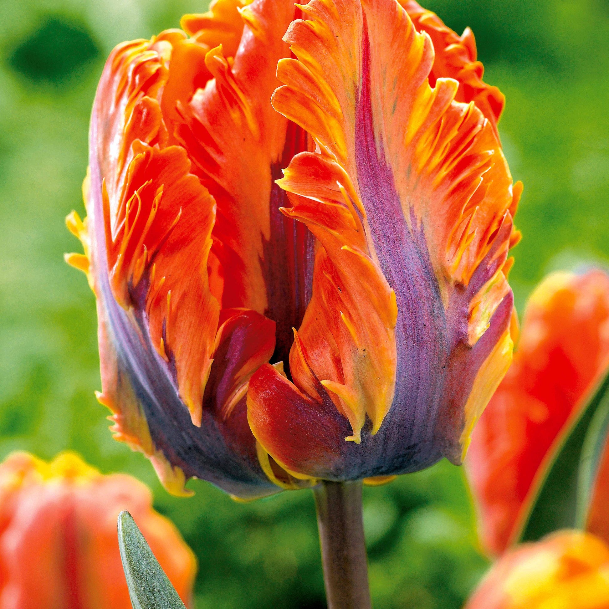 Papagei-Tulpen Kollektion (x24) - Tulipa Princesse  Irene, Black Parrot, Apricot Parrot - Bakker