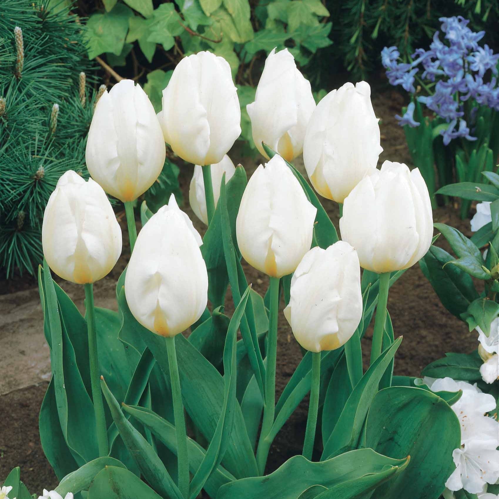 Langstielige Tulpen-Kollektion (x20) - Tulipa - Bakker