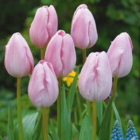 Tulipa - Langstielige Tulpen-Kollektion (x20) - Tulpen-Zwiebeln