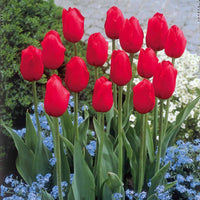 Verkauf Langstielige Tulpen-Kollektion (x20) - Tulipa
