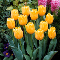 Tulpen-Zwiebeln - Langstielige Tulpen-Kollektion (x20) - Tulipa