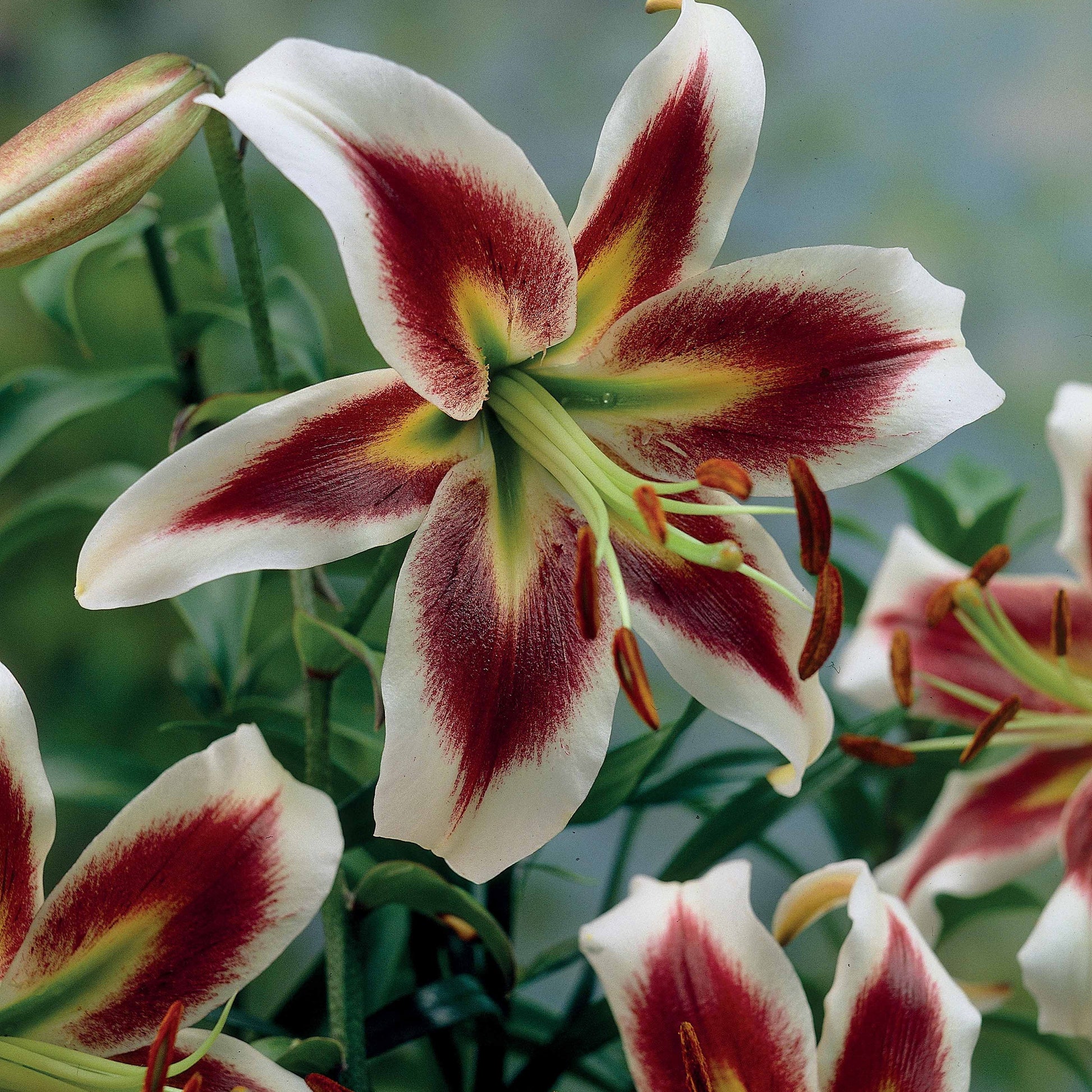 Lilium beverly dreams + mister Peculiar - Lilien-Kollektion (x6) - Lilien-Zwiebeln