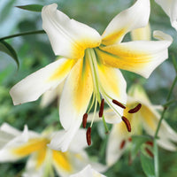 Lilien-Kollektion (x6) - Lilium beverly dreams + mister Peculiar - Bakker