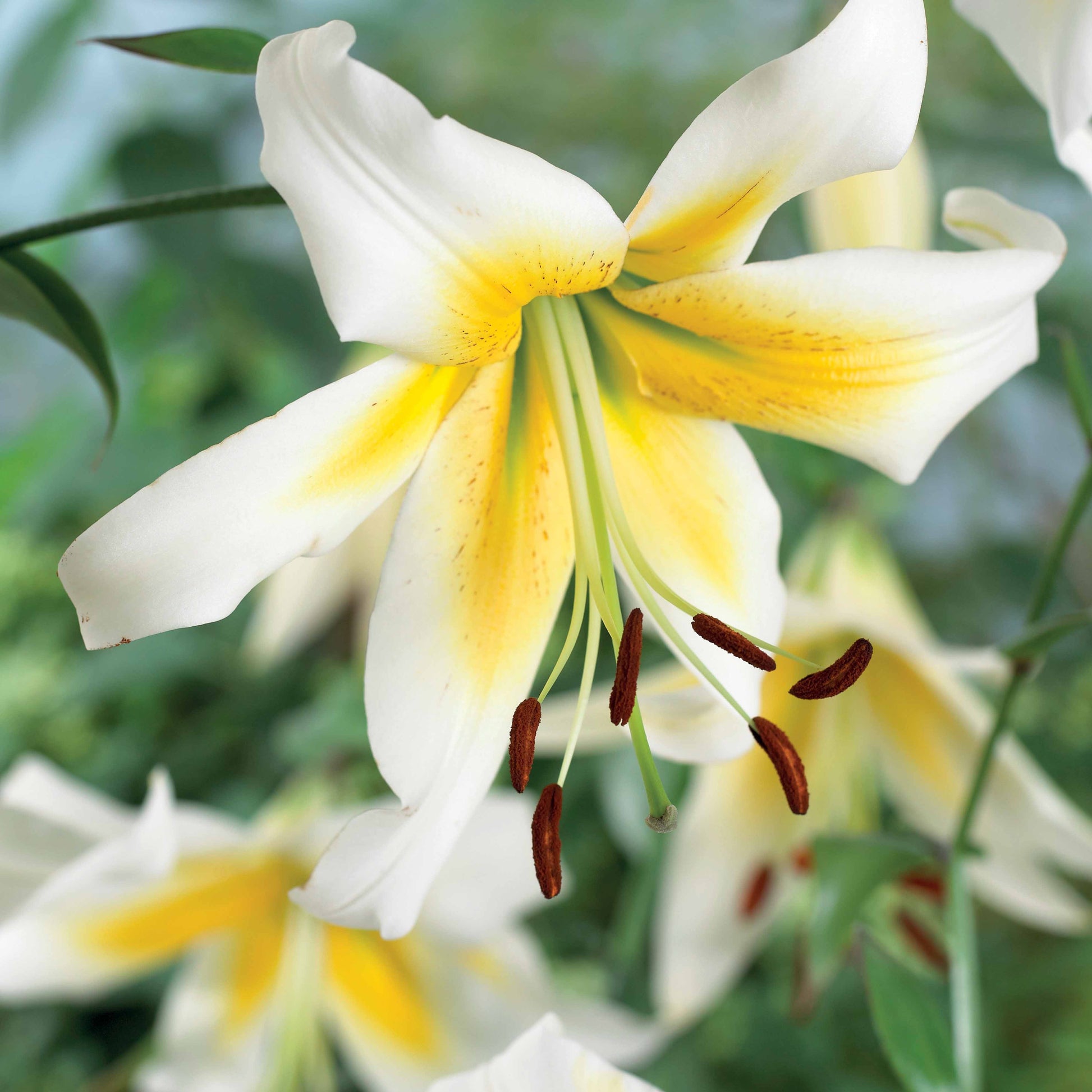 Lilien-Kollektion (x6) - Lilium beverly dreams + mister Peculiar - Bakker