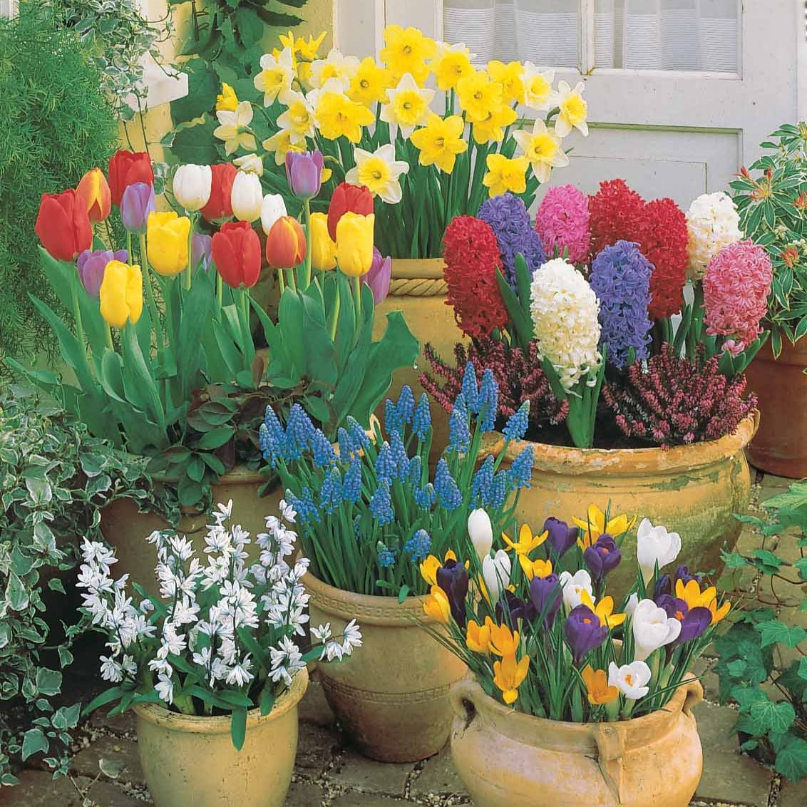 Zwiebeln-Kollektion Terrasse & Garten (x75) - Bakker