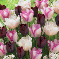 Langstielige Tulpen Mischung (x15) - Bakker