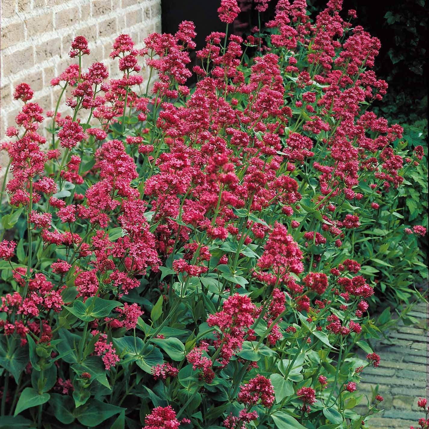 Delphinium, gypsophila paniculata, centranthus ruber - Stauden-Kollektion für naturnahe Beete (x11) - Blühende Stauden