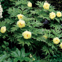 Stauden-Kollektion in zarten Farben (x4) - Paeonia itoh bartzella, delphinium bolero, gaura lindheimeri - Bakker