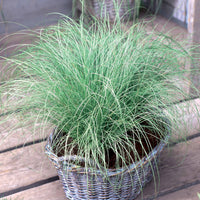 Carex  oshimensis Evergreen, Sedum Blue Pearl, Imperata cylindrica Red Baron, Gaura lindheimeri Whirling Butterflies - Stauden-Kollektion mit besonderen Blättern (x7) - Stauden