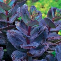 Stauden-Kollektion mit besonderen Blättern (x7) - Carex  oshimensis Evergreen, Sedum Blue Pearl, Imperata cylindrica Red Baron, Gaura lindheimeri Whirling Butterflies - Bakker
