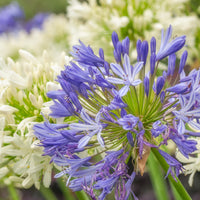 Verkauf Stauden-Kollektion für Garten & Topf (x7) - Gaura lindheimeri whirling butterflies , agapanthus umbellatus