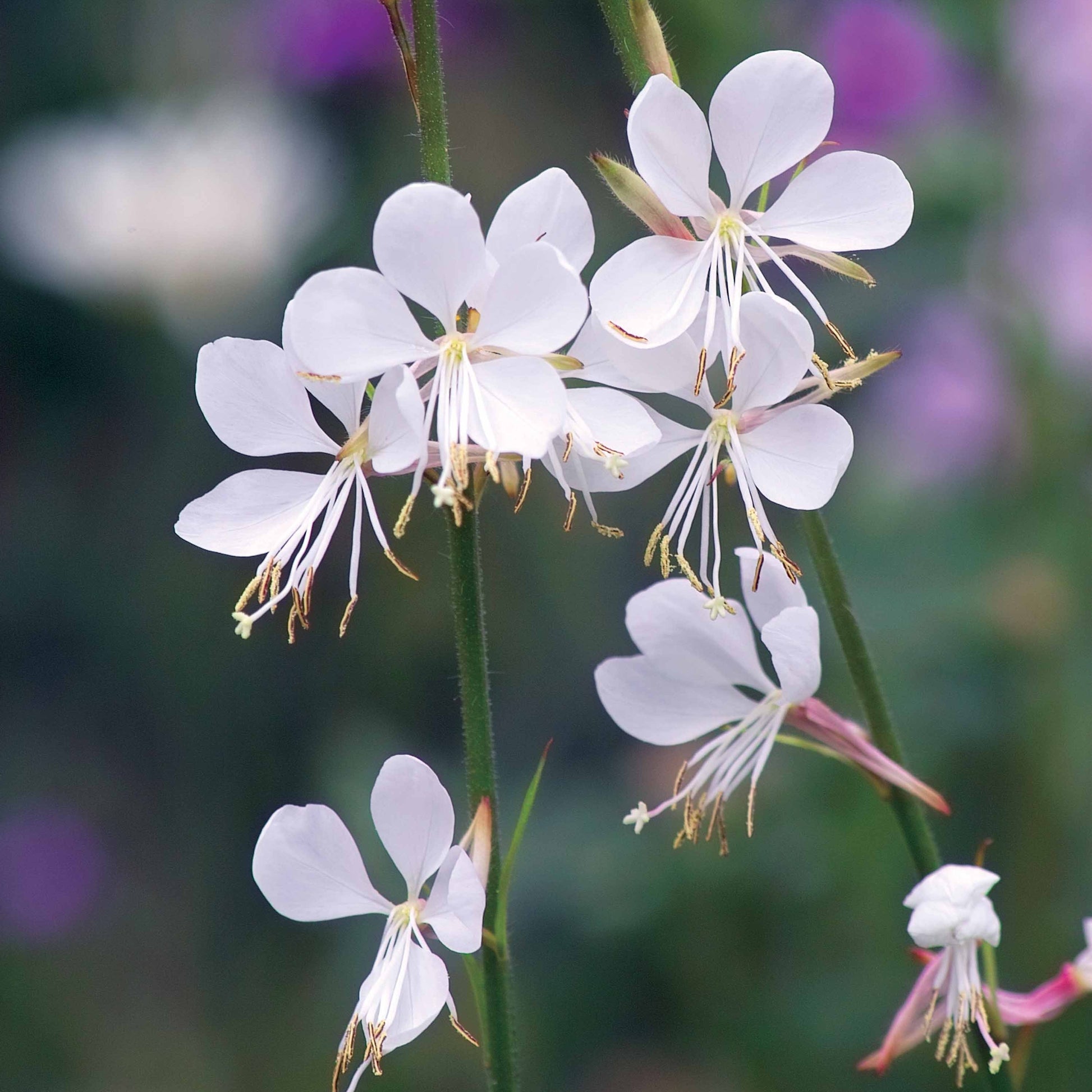 Pflanzenpakete für Terrassen und Balkone - Stauden-Kollektion für Garten & Topf (x7) - Gaura lindheimeri whirling butterflies , agapanthus umbellatus