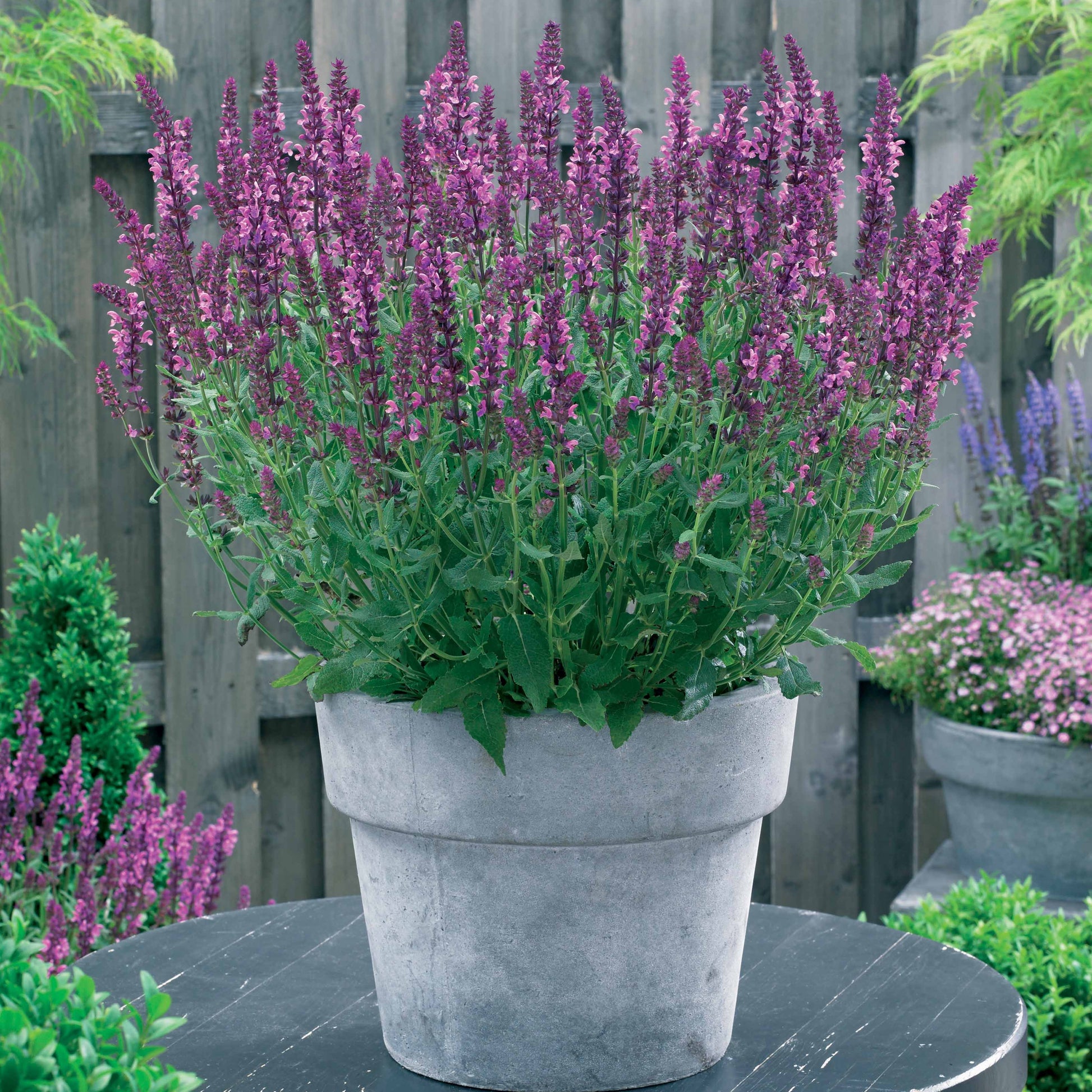 Blühende Stauden - Bunte Stauden-Kollektion für den Garten (x12) - Alchemilla mollis, Leucanthemum superbum, Salvia nemorosa, Asclepia incarnata