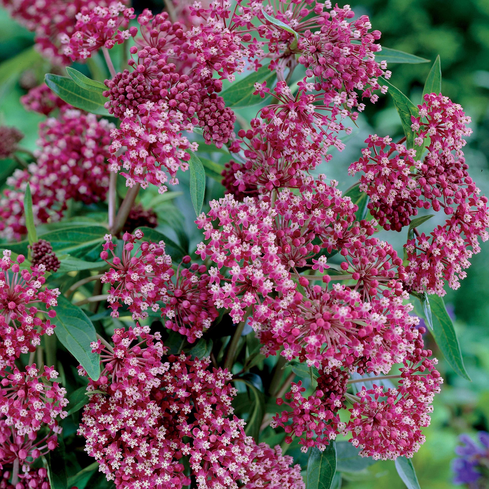 Bunte Stauden-Kollektion für den Garten (x12) - Alchemilla mollis, Leucanthemum superbum, Salvia nemorosa, Asclepia incarnata - Bakker