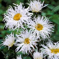 Verkauf Bunte Stauden-Kollektion für den Garten (x12) - Alchemilla mollis, Leucanthemum superbum, Salvia nemorosa, Asclepia incarnata