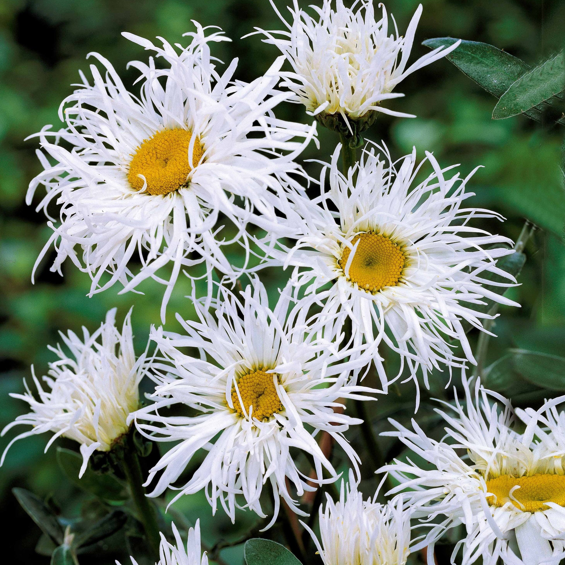 Verkauf Bunte Stauden-Kollektion für den Garten (x12) - Alchemilla mollis, Leucanthemum superbum, Salvia nemorosa, Asclepia incarnata