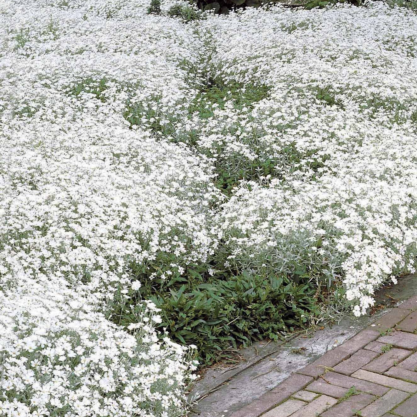 Stauden-Kollektion mit weißen Blüten (x9) - Pflanzenpakete für Terrassen und Balkone - Bakker