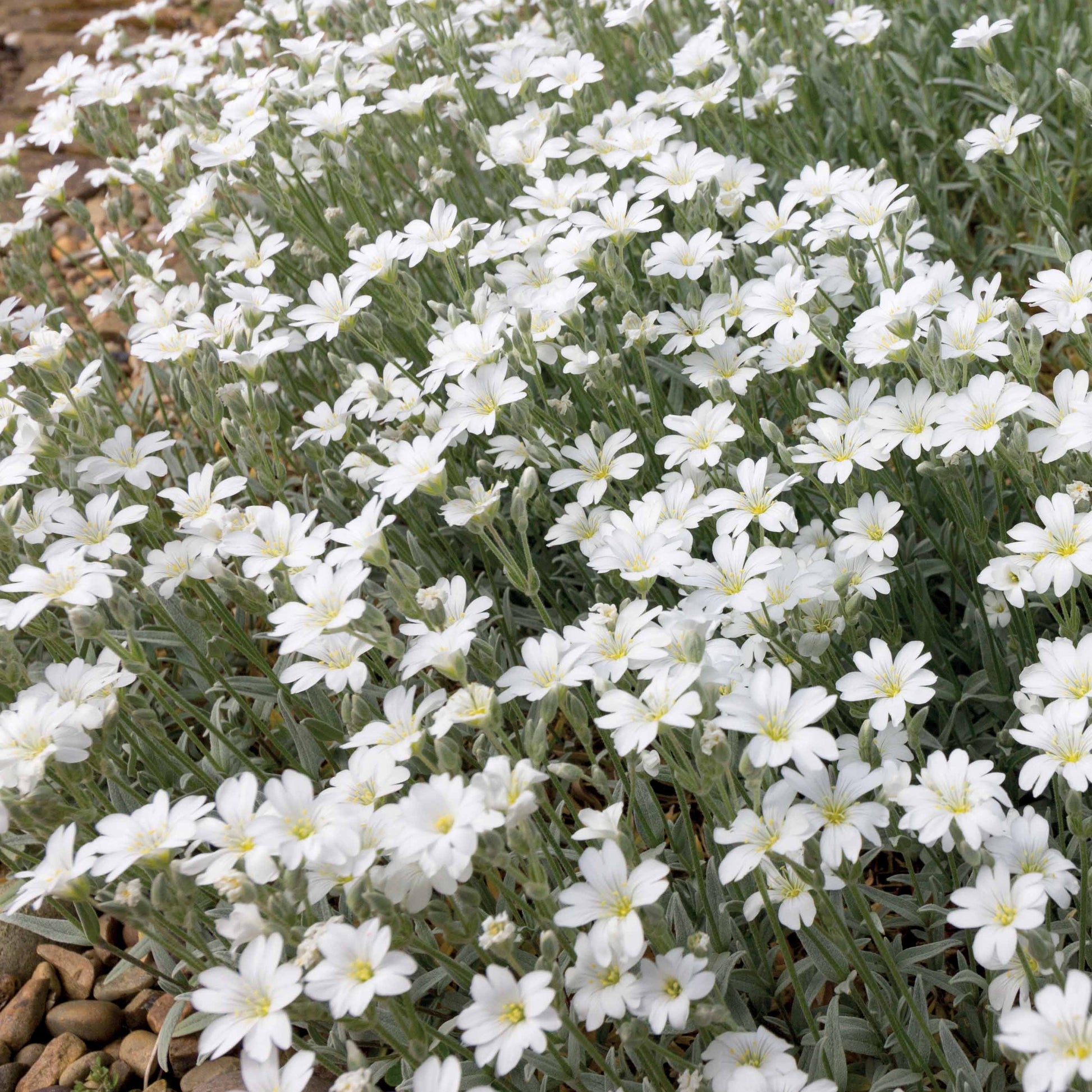 Verkauf Stauden-Kollektion mit weißen Blüten (x9) - Pflanzenpakete für Terrassen und Balkone