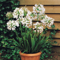 Agapanthus, cerastium tomentosum, gaura lindheimeri, geranium pratens - Stauden-Kollektion mit weißen Blüten (x9) - Pflanzenpakete für Terrassen und Balkone