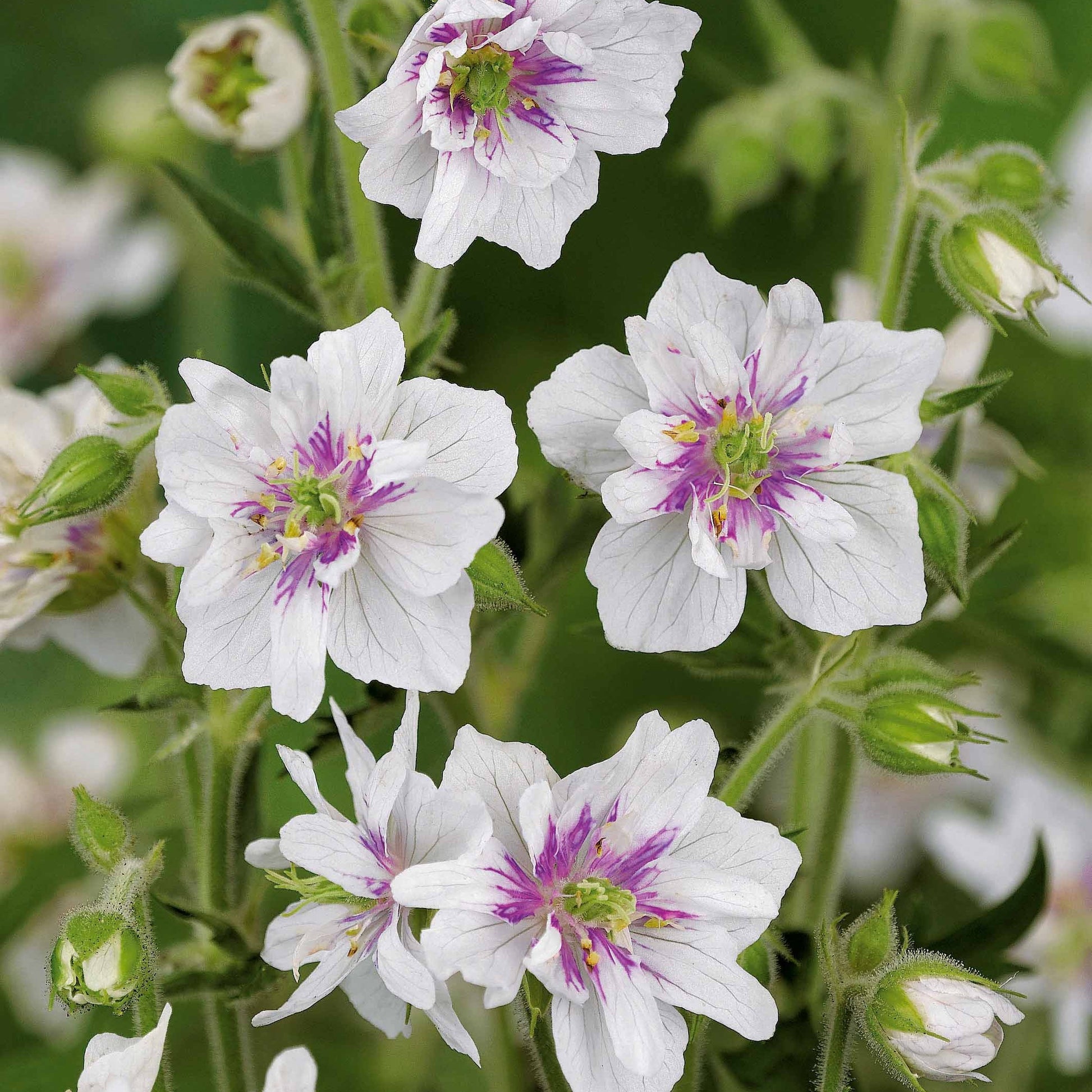 Pflanzenpakete für Terrassen und Balkone - Stauden-Kollektion mit weißen Blüten (x9) - Agapanthus, cerastium tomentosum, gaura lindheimeri, geranium pratens