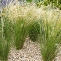 Stipa tenuissima, Muhlenbergia capillaris, Lavandula angustifolia - Stauden-Kollektion für modernes Outdoor-Design (x6) - Stauden