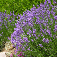 Stauden - Stauden-Kollektion für modernes Outdoor-Design (x6) - Stipa tenuissima, Muhlenbergia capillaris, Lavandula angustifolia