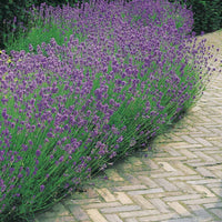 Verkauf Stauden-Kollektion für modernes Outdoor-Design (x6) - Stipa tenuissima, Muhlenbergia capillaris, Lavandula angustifolia