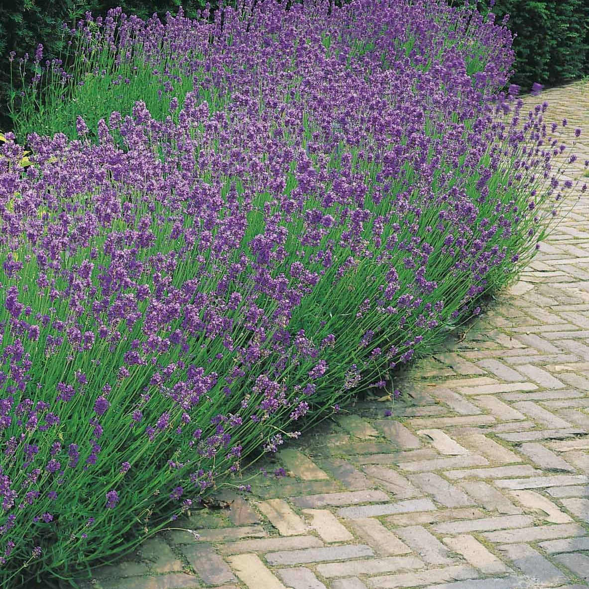 Verkauf Stauden-Kollektion für modernes Outdoor-Design (x6) - Stipa tenuissima, Muhlenbergia capillaris, Lavandula angustifolia