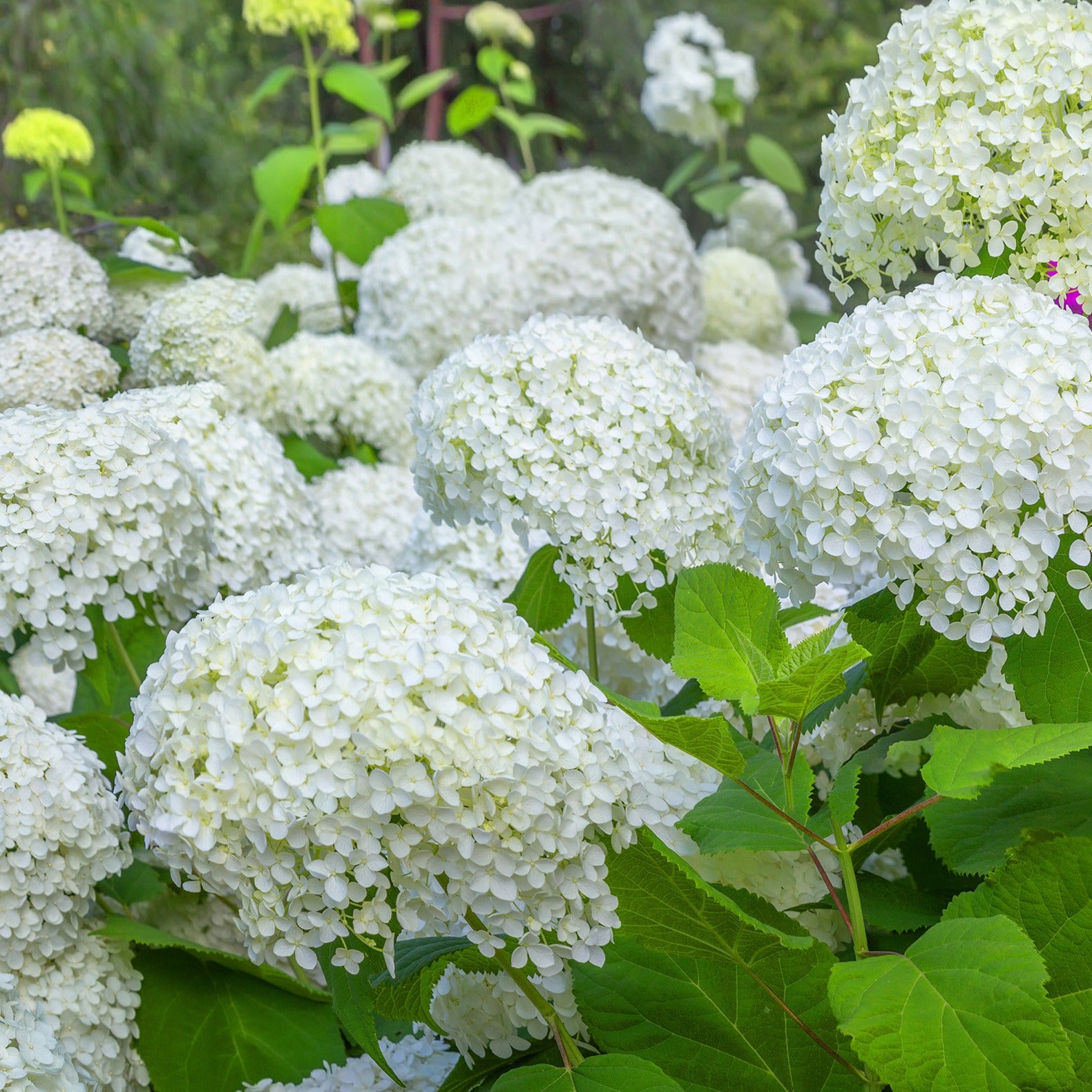Verkauf Hortensien-Kollektion für blühende Beete und Hecken. (x3)