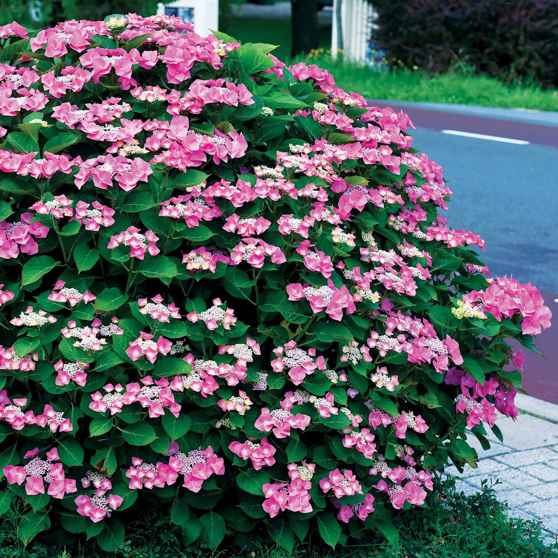 Verkauf Hortensien-Kollektion für blühende Beete und Hecken. (x3) - Hydrangea macrophylla