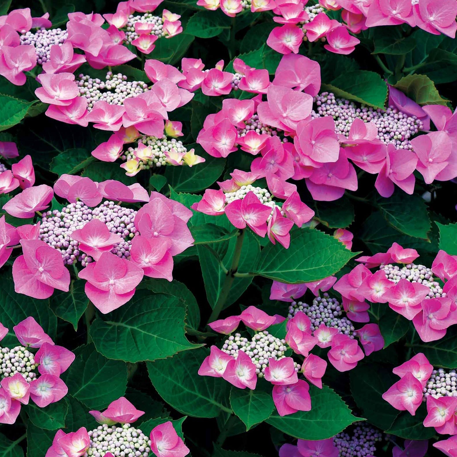 Hydrangea macrophylla - Hortensien-Kollektion für blühende Beete und Hecken. (x3) - Großblättrige Hortensie