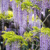 Sternjasmin - Trachelospermum - Kletterpflanzen-Kollektion mit reicher Blüte (x3) - Clematis montana Mayleen , Trachelospermum jasminoides, Wisteria frutescens Amethyst Falls