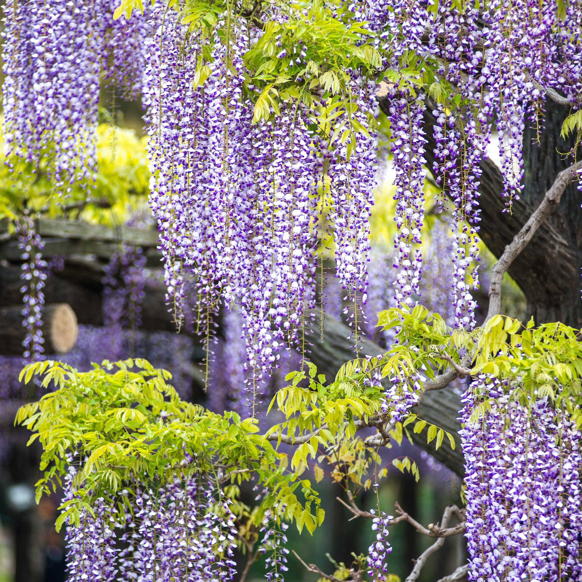 Sternjasmin - Trachelospermum - Kletterpflanzen-Kollektion mit reicher Blüte (x3) - Clematis montana Mayleen , Trachelospermum jasminoides, Wisteria frutescens Amethyst Falls