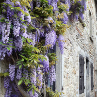 Verkauf Kletterpflanzen-Kollektion mit reicher Blüte (x3) - Clematis montana Mayleen , Trachelospermum jasminoides, Wisteria frutescens Amethyst Falls